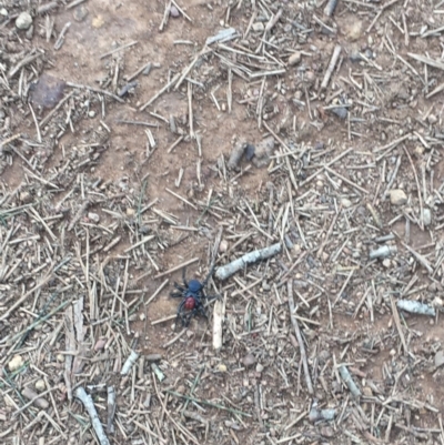 Missulena occatoria (Red-headed Mouse Spider) at Hackett, ACT - 12 Jun 2019 by gem