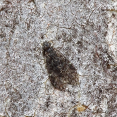 Psocodea 'Psocoptera' sp. (order) (Unidentified plant louse) at Acton, ACT - 11 Jun 2019 by TimL
