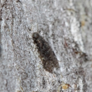 Psocodea 'Psocoptera' sp. (order) at Acton, ACT - 11 Jun 2019