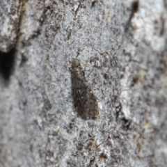 Psocodea 'Psocoptera' sp. (order) at Acton, ACT - 11 Jun 2019