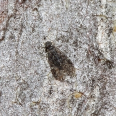 Psocodea 'Psocoptera' sp. (order) at Acton, ACT - 11 Jun 2019 01:13 PM