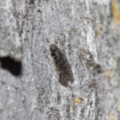 Psocodea 'Psocoptera' sp. (order) at Acton, ACT - 11 Jun 2019