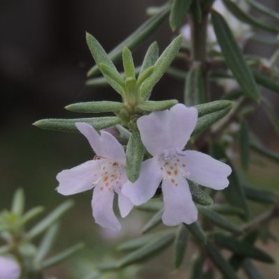 Westringia fruticosa (Native Rosemary) at Conder, ACT - 4 Apr 2019 by MichaelBedingfield