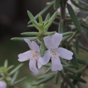 Westringia fruticosa at Conder, ACT - 4 Apr 2019
