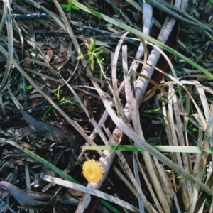 Coronidium scorpioides at Palerang, NSW - 13 Jun 2019