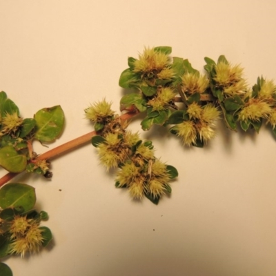 Alternanthera pungens (Khaki Weed) at Conder, ACT - 23 Apr 2019 by michaelb