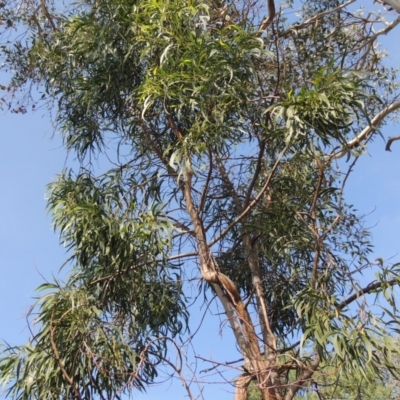 Acacia implexa (Hickory Wattle, Lightwood) at Pollinator-friendly garden Conder - 30 Apr 2019 by michaelb