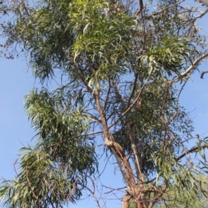 Acacia implexa at Conder, ACT - 30 Apr 2019