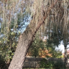 Allocasuarina verticillata (Drooping Sheoak) at Conder, ACT - 30 Apr 2019 by michaelb