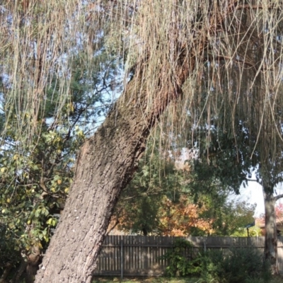 Allocasuarina verticillata (Drooping Sheoak) at Conder, ACT - 30 Apr 2019 by MichaelBedingfield