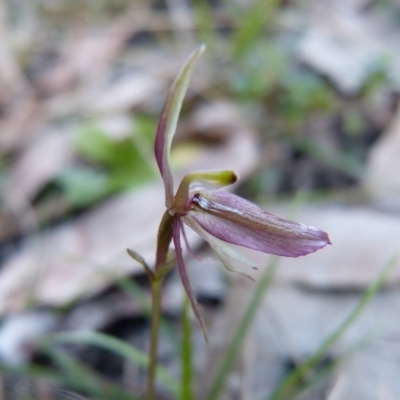 Acianthus exsertus (Large Mosquito Orchid) at Sanctuary Point, NSW - 9 Aug 2015 by christinemrigg