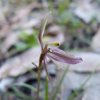 Acianthus exsertus (Large Mosquito Orchid) at Sanctuary Point, NSW - 8 Aug 2015 by christinemrigg