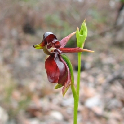 Caleana major (Large Duck Orchid) at Hyams Beach, NSW - 10 Oct 2010 by christinemrigg