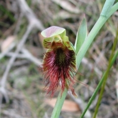 Calochilus paludosus (Strap Beard Orchid) at Sanctuary Point - Basin Walking Track Bushcare - 20 Oct 2012 by christinemrigg