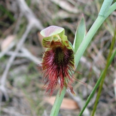 Calochilus paludosus (Strap Beard Orchid) at Sanctuary Point - Basin Walking Track Bushcare - 19 Oct 2012 by christinemrigg