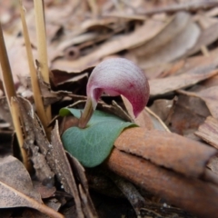 Corybas aconitiflorus (Spurred Helmet Orchid) at Sanctuary Point - Basin Walking Track Bushcare - 12 Jun 2014 by christinemrigg