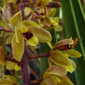 Cymbidium suave at Woollamia, NSW - 4 Nov 2012