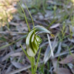 Pterostylis grandiflora (Cobra Greenhood) at Sanctuary Point, NSW - 26 May 2017 by christinemrigg