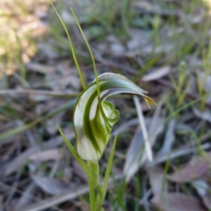 Pterostylis grandiflora at Sanctuary Point, NSW - 26 May 2017