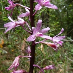 Dipodium punctatum (Blotched Hyacinth Orchid) at Vincentia, NSW - 28 Nov 2015 by christinemrigg