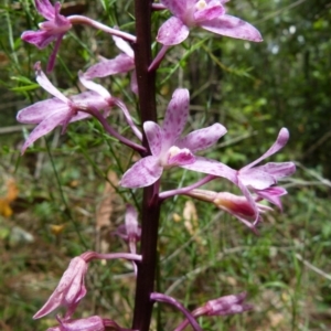 Dipodium punctatum at Vincentia, NSW - 29 Nov 2015