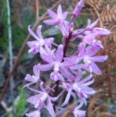 Dipodium roseum (Rosy Hyacinth Orchid) at Sanctuary Point, NSW - 21 Dec 2014 by christinemrigg