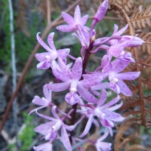 Dipodium roseum at Sanctuary Point, NSW - suppressed