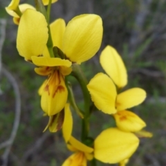 Diuris aurea (Golden Donkey Orchid) at Jervis Bay National Park - 8 Oct 2015 by christinemrigg