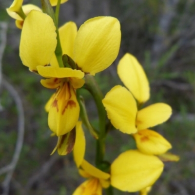 Diuris aurea (Golden Donkey Orchid) at Hyams Beach, NSW - 8 Oct 2015 by christinemrigg