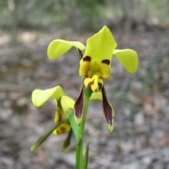 Diuris sulphurea (Tiger Orchid) at Sanctuary Point, NSW - 9 Oct 2010 by christinemrigg