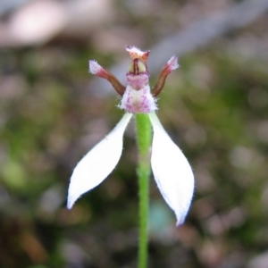 Eriochilus petricola at Sanctuary Point, NSW - suppressed