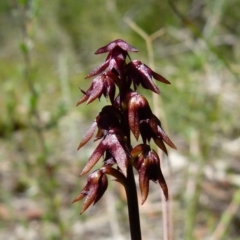 Corunastylis sp. at Hyams Beach, NSW - 17 Feb 2016 by christinemrigg