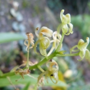 Cestichis reflexa at Tapitallee, NSW - suppressed