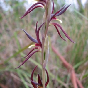 Lyperanthus suaveolens at Sanctuary Point, NSW - suppressed