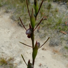 Orthoceras strictum (Horned Orchid) at Jervis Bay National Park - 25 Jul 2015 by christinemrigg