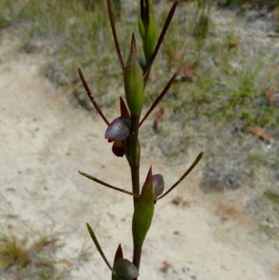 Orthoceras strictum (Horned Orchid) at Hyams Beach, NSW - 25 Jul 2015 by christinemrigg