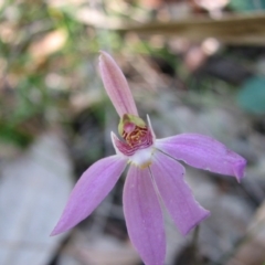 Caladenia carnea (Pink Fingers) at Sanctuary Point, NSW - 20 Oct 2010 by christinemrigg