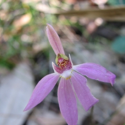 Caladenia carnea (Pink Fingers) at Sanctuary Point, NSW - 20 Oct 2010 by christinemrigg