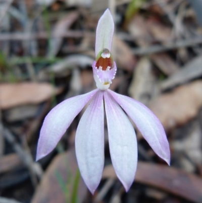 Caladenia picta (Painted Fingers) at Sanctuary Point, NSW - 11 Jun 2014 by christinemrigg