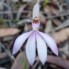 Caladenia picta (Painted fingers) at Sanctuary Point - Basin Walking Track Bushcare - 11 Jun 2014 by christinemrigg