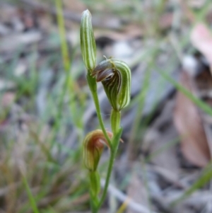 Pterostylis ventricosa at Sanctuary Point, NSW - 19 Apr 2017