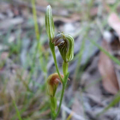 Pterostylis ventricosa at Sanctuary Point - Basin Walking Track Bushcare - 18 Apr 2017 by christinemrigg