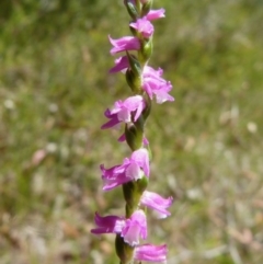 Spiranthes australis (Austral Ladies Tresses) at Woollamia, NSW - 11 Feb 2016 by christinemrigg