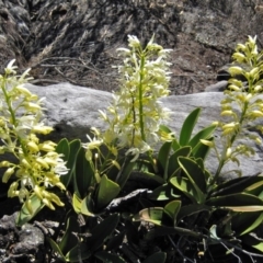 Dendrobium speciosum var. speciosum (Sydney Rock Orchid) at Yerriyong, NSW - 30 Aug 2009 by christinemrigg