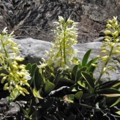 Dendrobium speciosum var. speciosum (Sydney Rock Orchid) at Yerriyong, NSW - 29 Aug 2009 by christinemrigg