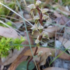 Acianthus fornicatus (Pixie-caps) at Sanctuary Point, NSW - 20 May 2017 by christinemrigg