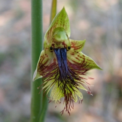Calochilus campestris (Copper Beard Orchid) at Hyams Beach, NSW - 22 Sep 2010 by christinemrigg