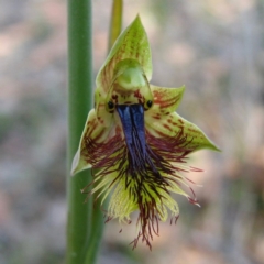 Calochilus campestris (Copper Beard Orchid) at Jervis Bay National Park - 22 Sep 2010 by christinemrigg