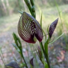 Cryptostylis erecta (Bonnet Orchid) at The Basin Walking Track - 17 Dec 2013 by christinemrigg