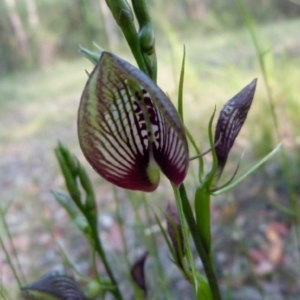 Cryptostylis erecta at Sanctuary Point, NSW - 17 Dec 2013